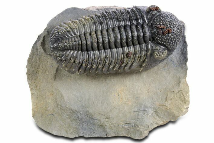Prone, Spiny Drotops Armatus Trilobite - Top Quality Specimen #359165